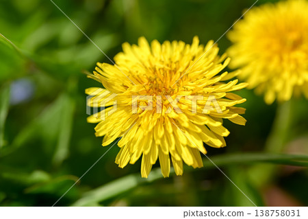  Dandelion 138758031