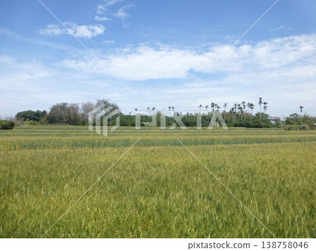 台灣台中 - 2025年4月3日:大亞區早春時節的小片稻田,遠處魚城群的檳榔樹。 台灣台中 - 2025年4月3日:大亞區早春時節的小片稻田,遠處魚城群的檳榔樹。 138758046