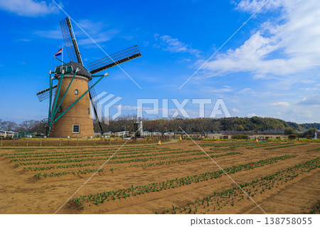 [Sakura City, Chiba Prefecture] A view of the windmill and tulip seedlings at Sakura Furusato Hiroba. 138758055