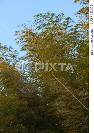 Bamboo grove Bamboo grove 138758141
