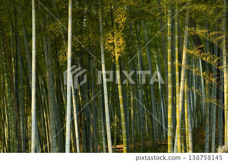 竹林 竹林 138758145