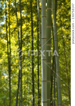  竹林 138758147
