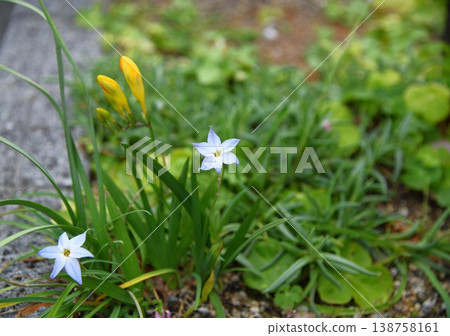 哈納花花 哈納花花 138758161