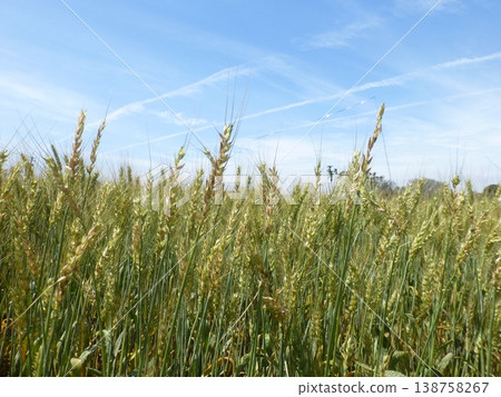 Taichung, Taiwan - 03.04.2025: A close-up view of wheat ears under the clear sky in Daya District. Taichung, Taiwan - 03.04.2025: A close-up view of wheat ears under the clear sky in Daya District. 138758267