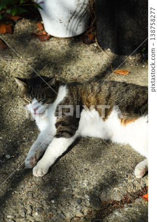 Cat sleeping outside Cat sleeping outside 138758277