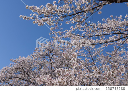 Cherry blossoms in full bloom and blue sky Cherry blossoms in full bloom and blue sky 138758288