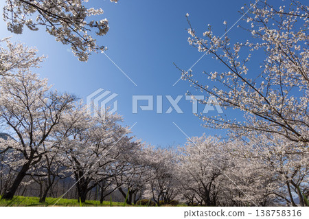 Cherry blossoms in full bloom shining in the blue sky Cherry blossoms in full bloom shining in the blue sky 138758316
