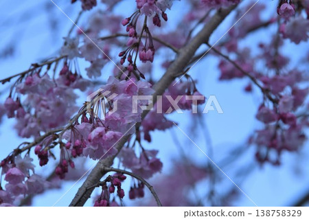 Dead brown cherry tree Dead brown cherry tree 138758329