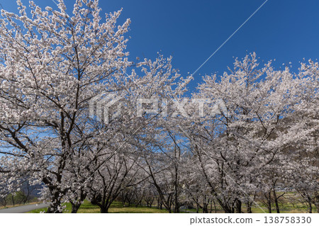 Cherry blossoms in full bloom shining in the blue sky Cherry blossoms in full bloom shining in the blue sky 138758330