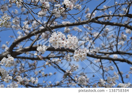 櫻花 櫻花 138758384