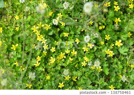 Fox no button 138758461