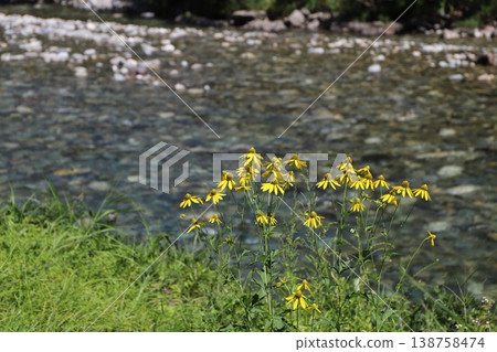 Kiyotsu Gorge (Tokamachi City, Niigata Prefecture): Entrance, Kiyotsu River, and flowers 138758474