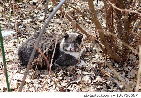 A gray cat lies and dozes in dry leaves under a bush in the garden A gray cat lies and dozes in dry leaves under a bush in the garden 138758667