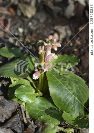 Stracheys Elephants ears Afganica Stracheys Elephants ears Afganica 138758888