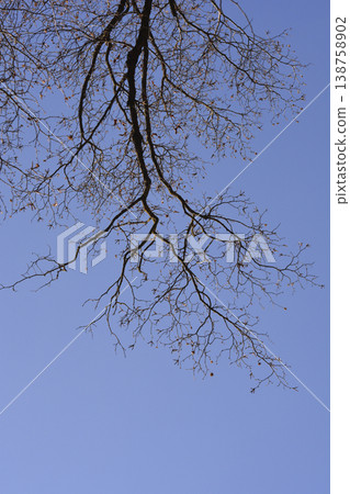 European hop hornbeam European hop hornbeam 138758902