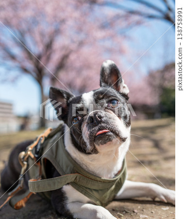 [Spring] Boston Terrier [Cherry Blossoms] 138758991