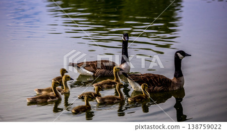 ducks and ducklings on a pond in santeny, france 138759022