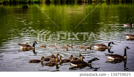 ducks and ducklings on a pond in santeny, france 138759025