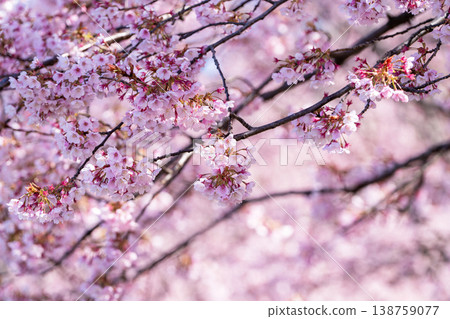 [Kanzakura] Hachisuka Sakura in Tokushima Central Park 138759077