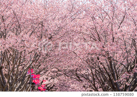 [神櫻] 德島中央公園的八須賀櫻花 138759080