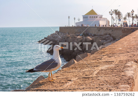 Seagull on waterfront seawall in Cadiz, Andalusia, Spain Seagull on waterfront seawall in Cadiz, Andalusia, Spain 138759262