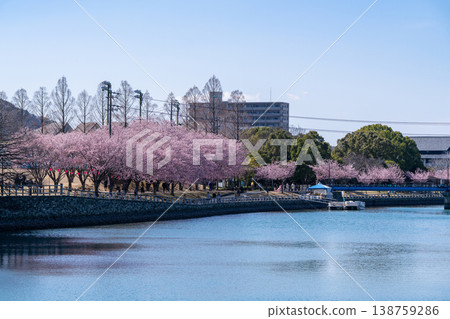 [Spring] Hachisuka Cherry Blossoms at Tokushima Central Park 138759286