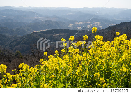 A vast field of rapeseed flowers in full bloom. A vast field of rapeseed flowers in full bloom. 138759305