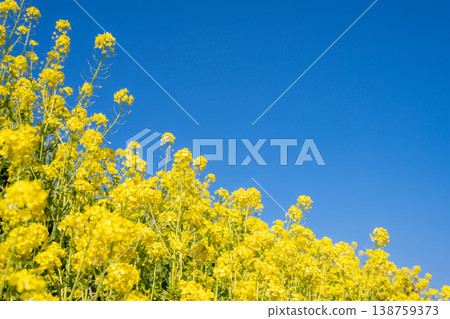 A vast field of rapeseed flowers in full bloom. 138759373