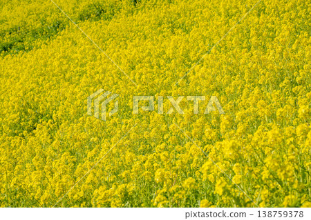 A vast field of rapeseed flowers in full bloom. A vast field of rapeseed flowers in full bloom. 138759378