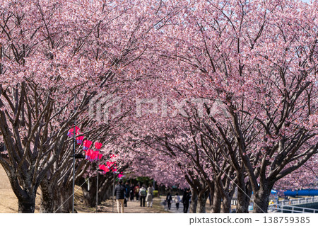 [Kanzakura] Hachisuka Sakura in Tokushima Central Park 138759385