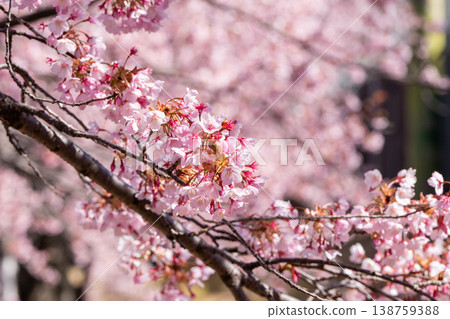 [Kanzakura] Hachisuka Sakura in Tokushima Central Park 138759388
