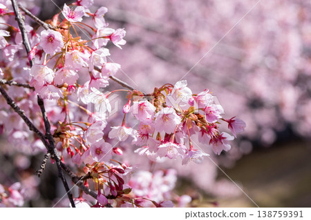 [Kanzakura] Hachisuka Sakura in Tokushima Central Park 138759391