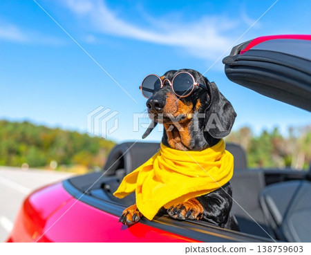 藍天之下，一隻繫著黃色圍巾的臘腸犬和一輛紅色汽車。 138759603