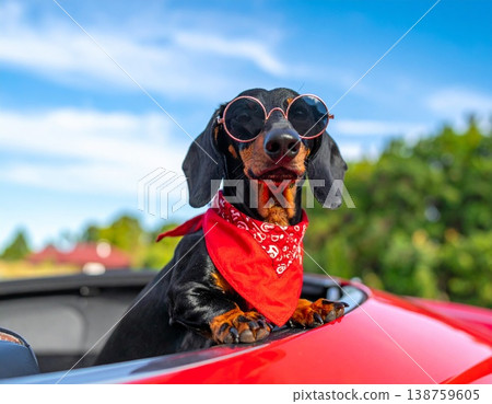 一輛紅色汽車裡坐著一隻黑色臘腸犬，它戴著紅色頭巾和太陽眼鏡。 138759605