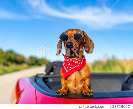 藍天之下，一隻戴著紅色頭巾的臘腸犬和一輛紅色汽車。 138759607