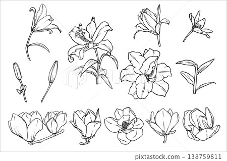 Big vector set of Lilies and Magnolia. Black and white line drawing of a magnolia and Lilies flower. Collection of Spring flowers isolated. Vector Lineart illustration of flowers. EPS10 Big vector set of Lilies and Magnolia. Black and white line drawing of a magnolia and Lilies flower. Collection of Spring flowers isolated. Vector Lineart illustration of flowers. EPS10 138759811