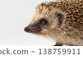 Close-up view of a hedgehog with spines and soft fur on a white background 138759911