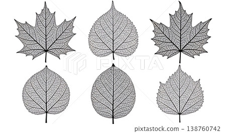 Black Solid Autumn Leaf Skeleton Silhouette Set of Six 138760742