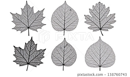 Black Solid Autumn Leaf Skeleton Silhouette Set of Six Black Solid Autumn Leaf Skeleton Silhouette Set of Six 138760743