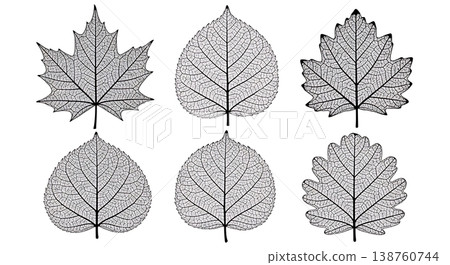 Black Solid Autumn Leaf Skeleton Silhouette Set of Six Black Solid Autumn Leaf Skeleton Silhouette Set of Six 138760744