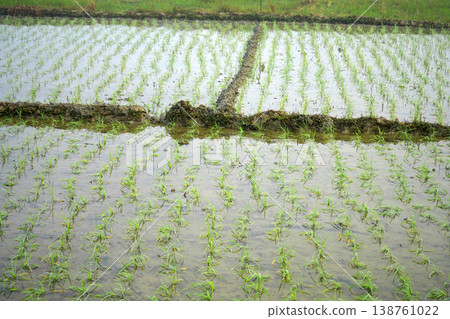 Newly planted green paddy seedlings growing in a flooded agricultural field during early morning Newly planted green paddy seedlings growing in a flooded agricultural field during early morning 138761022