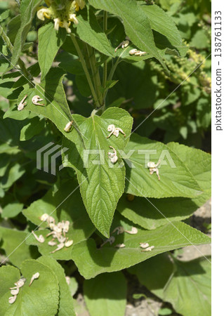 Turkish sage Turkish sage 138761133