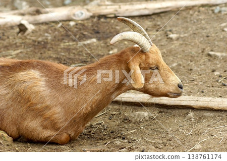 A brown goat resting on the ground A brown goat resting on the ground 138761174