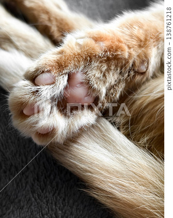 Closeup view of cat paw resting on gray blanket surface. Soft orange fur with pink pads, tail of cat, fluffy fur. Sense of comfort, cute and lovely pet, decorative for design Closeup view of cat paw resting on gray blanket surface. Soft orange fur with pink pads, tail of cat, fluffy fur. Sense of comfort, cute and lovely pet, decorative for design 138761218