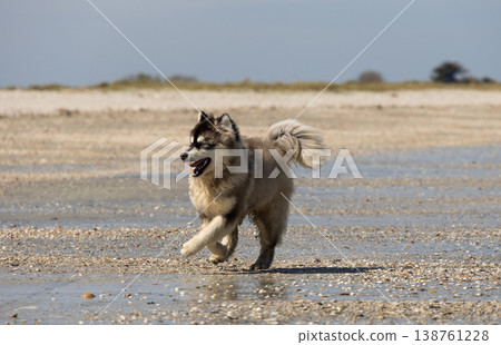 Fluffy Alaskan Malamute dogs walking along a wet beach, tongue out, relaxed and happy Fluffy Alaskan Malamute dogs walking along a wet beach, tongue out, relaxed and happy 138761228