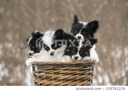 A group of adorable Continental Toy Spaniel puppies looking at the camera. Fluffy butterfly dogs in a rustic basket outdoors. A group of adorable Continental Toy Spaniel puppies looking at the camera. Fluffy butterfly dogs in a rustic basket outdoors. 138761229