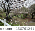 Cherry blossoms announcing the arrival of spring 138761241