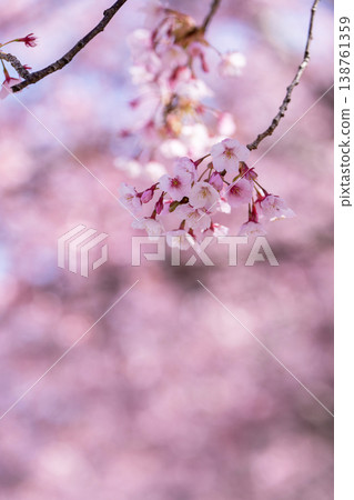 [Kanzakura] Hachisuka Sakura in Tokushima Central Park 138761359