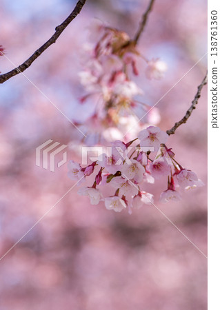 [Kanzakura] Hachisuka Sakura in Tokushima Central Park 138761360
