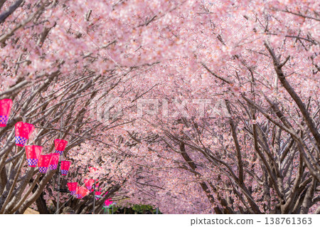 [Kanzakura] Hachisuka Sakura in Tokushima Central Park 138761363